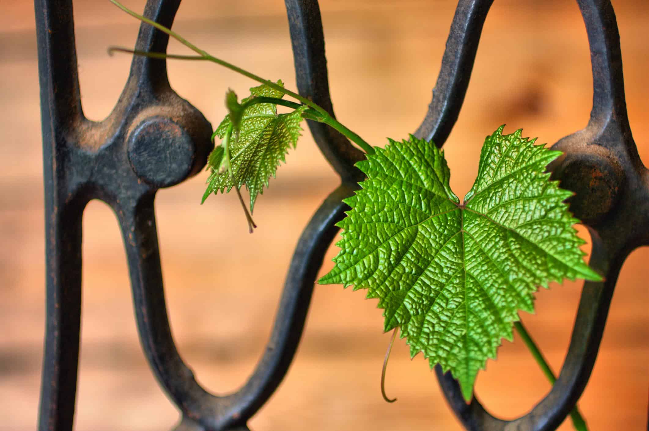 High Point NC Fencing - Wrought Iron Fencing and Gates 2 High Point NC Fencing - Wrought Iron Fencing and Gates 2